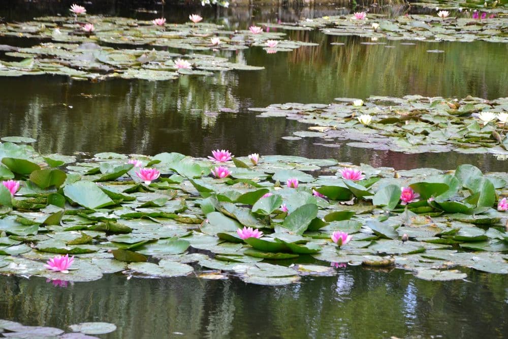 Water lilies on Monet's pond in Giverny