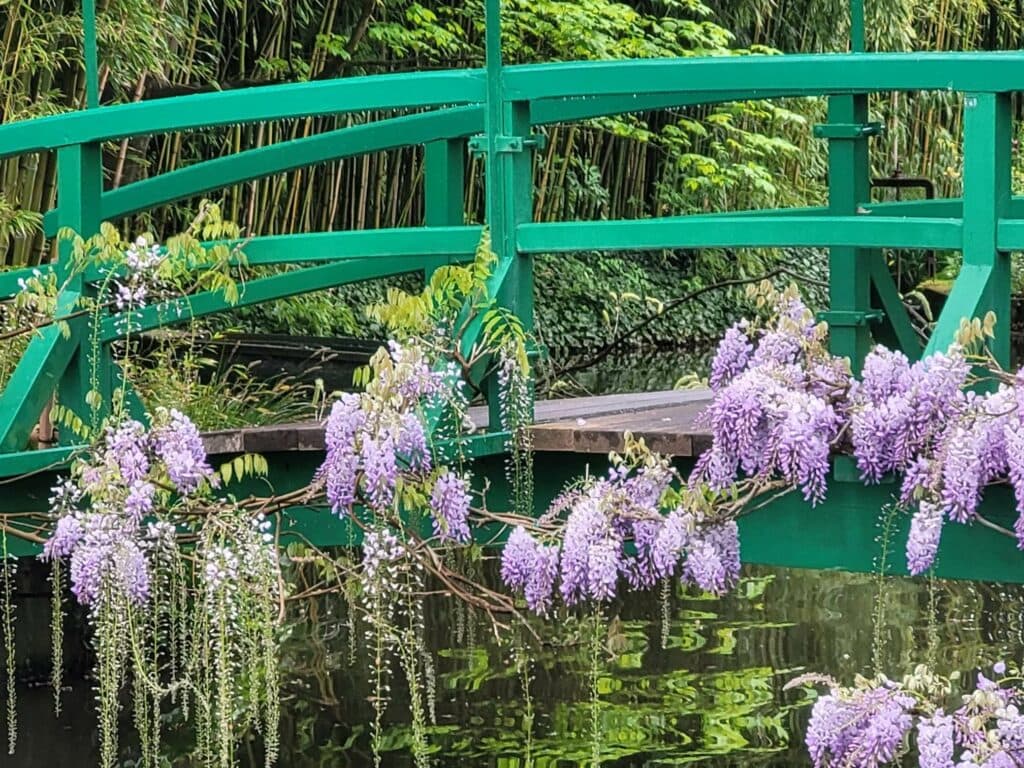 Wisteria over the Japanese bridge at Giverny in May