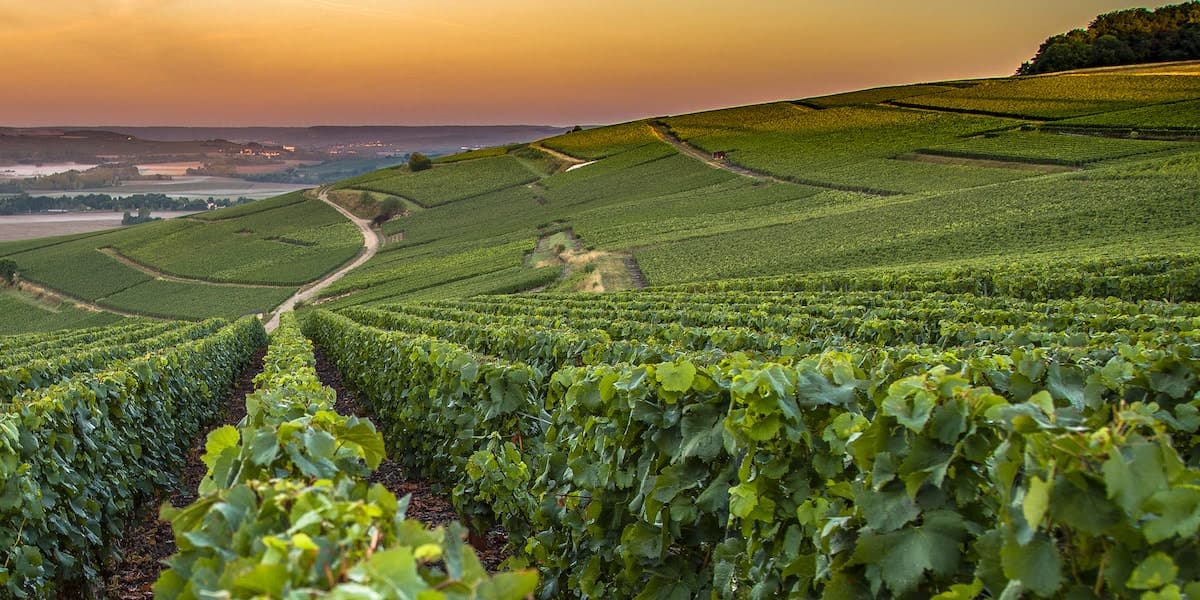 Private Champagne Region tour by car with Samantha Travels